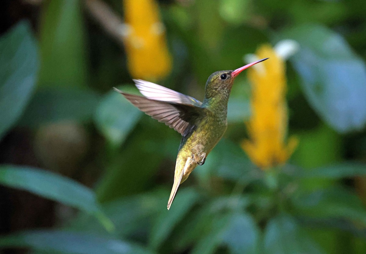 Gilded Hummingbird - Ly Lan Le Do