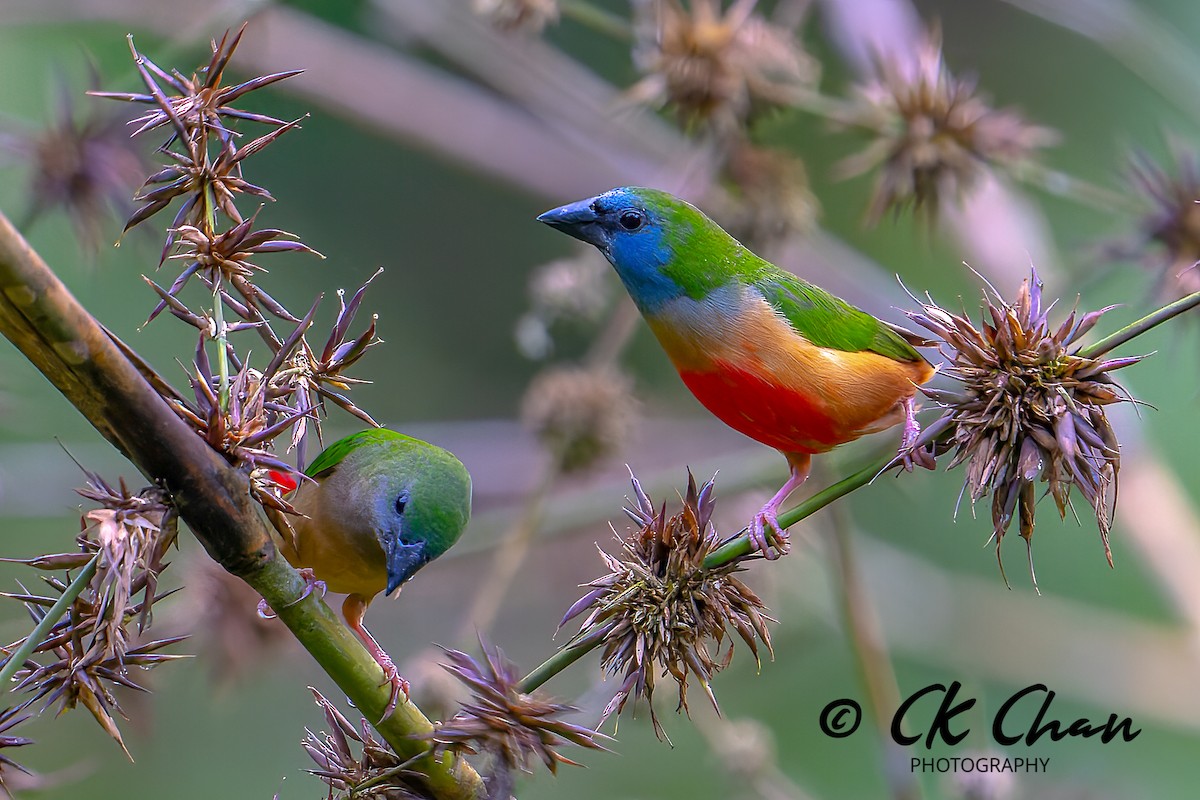 Pin-tailed Parrotfinch - ML585498311