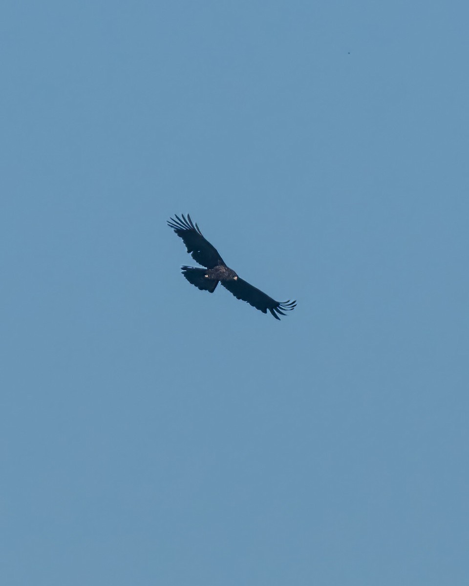 Black Eagle - ML585501661