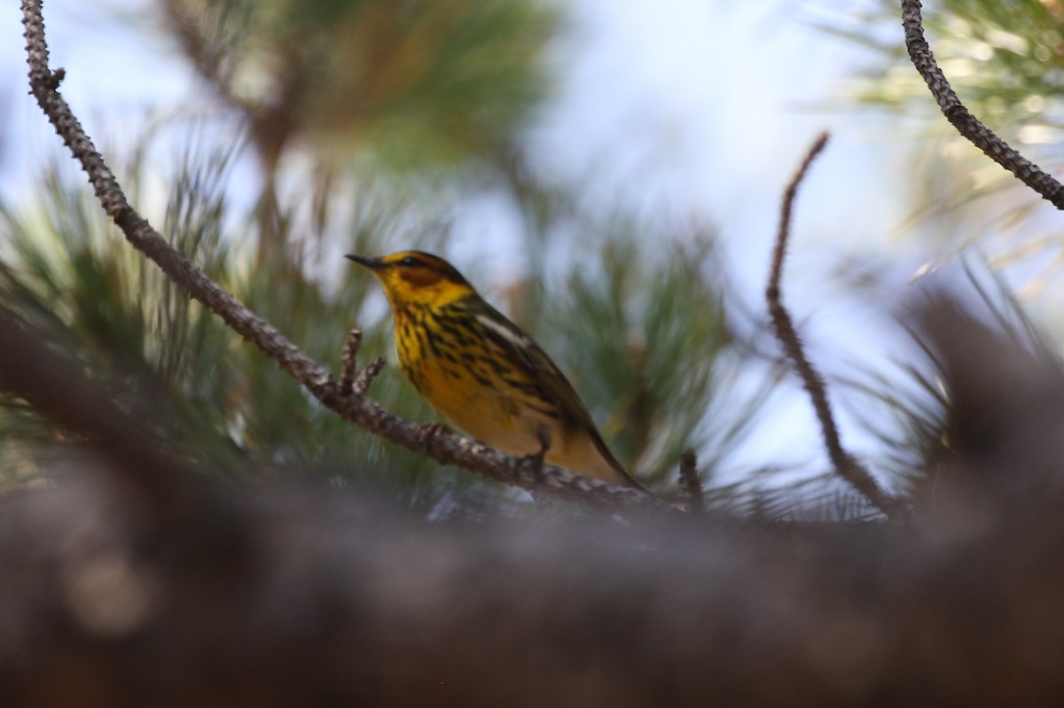 Cape May Warbler - Peter Crosson