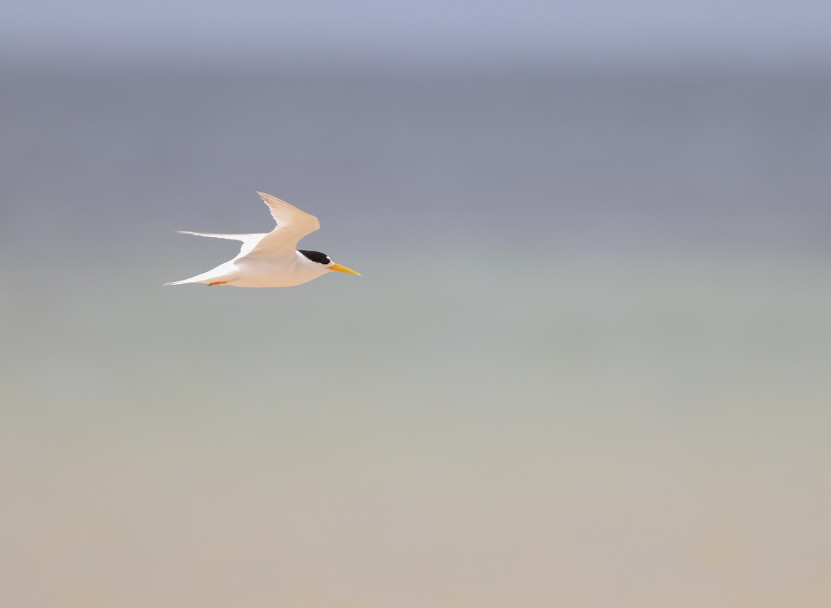 Australian Fairy Tern - ML585504871