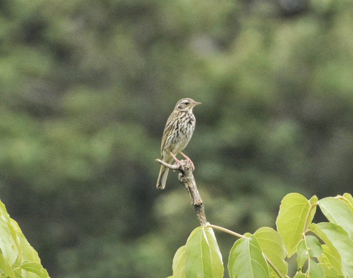 Olive-backed Pipit - ML585506581
