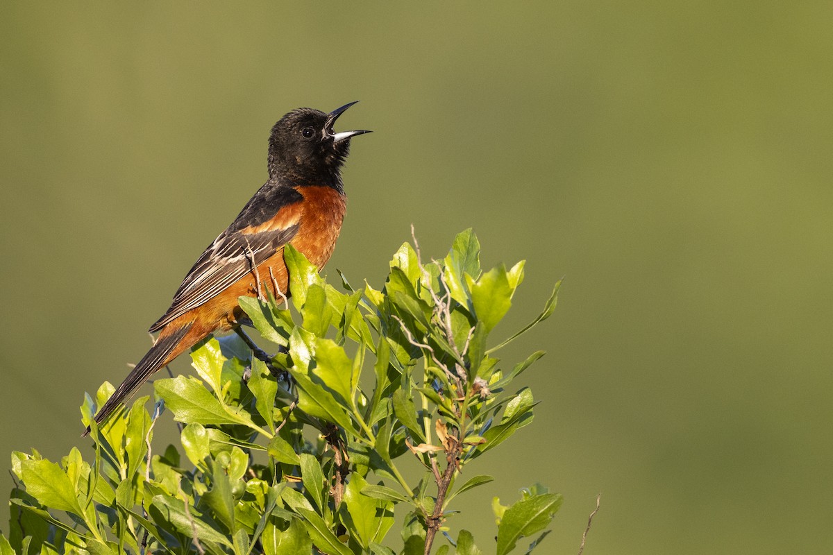 Orchard Oriole - ML585511601