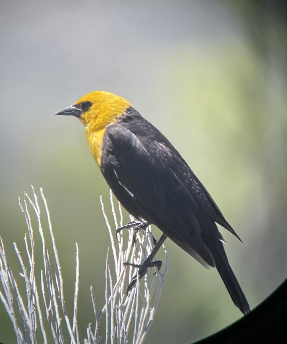 Yellow-headed Blackbird - ML585516711