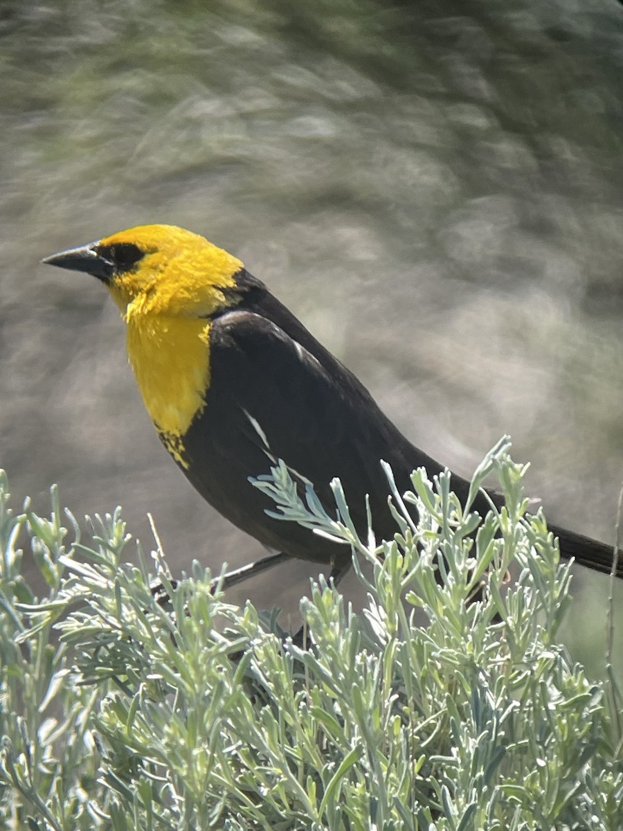 Yellow-headed Blackbird - ML585516721