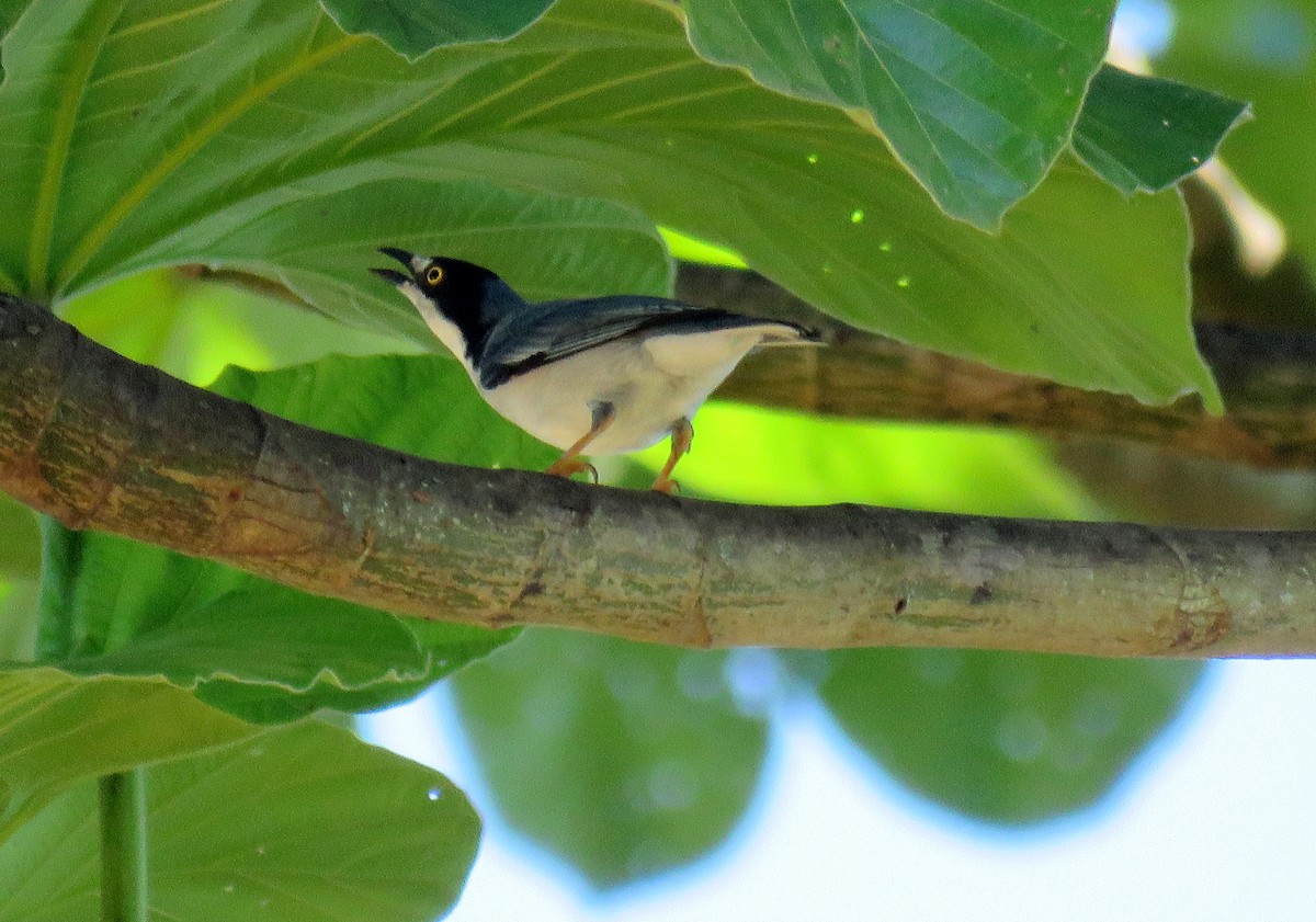 Hooded Tanager - ML585518201