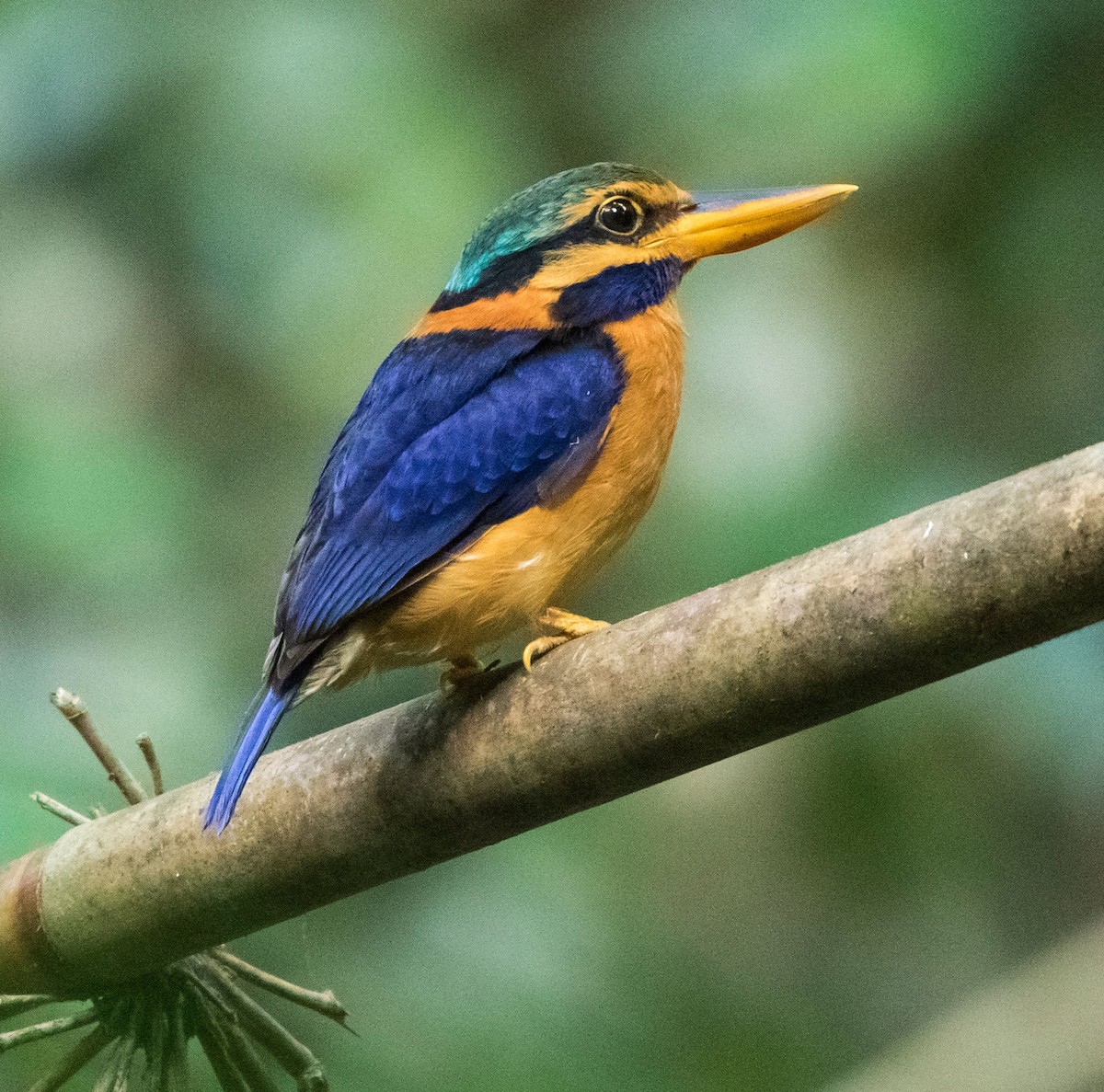 Rufous-collared Kingfisher - ML585518981