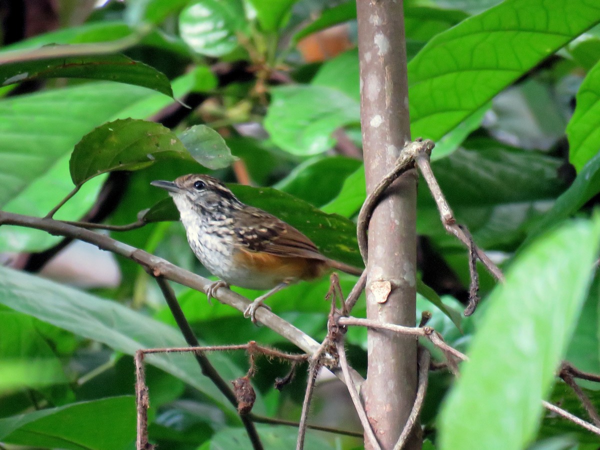 Rondonia Warbling-Antbird - ML585519041