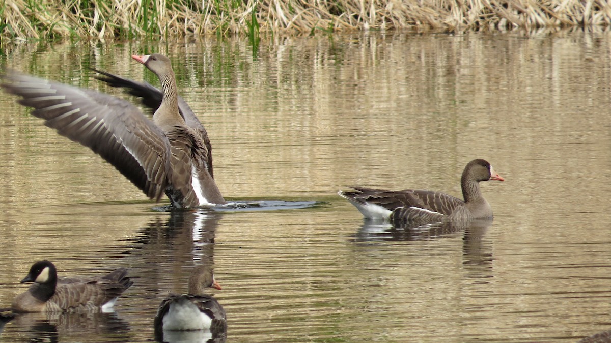 Greater White-fronted Goose - ML58552011