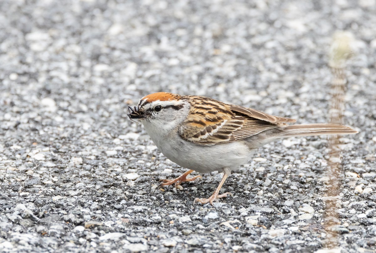 Chipping Sparrow - Bryan Henson