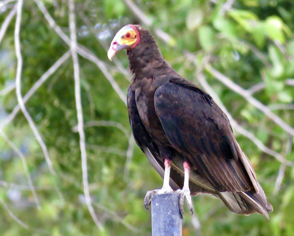 Lesser Yellow-headed Vulture - ML585524171