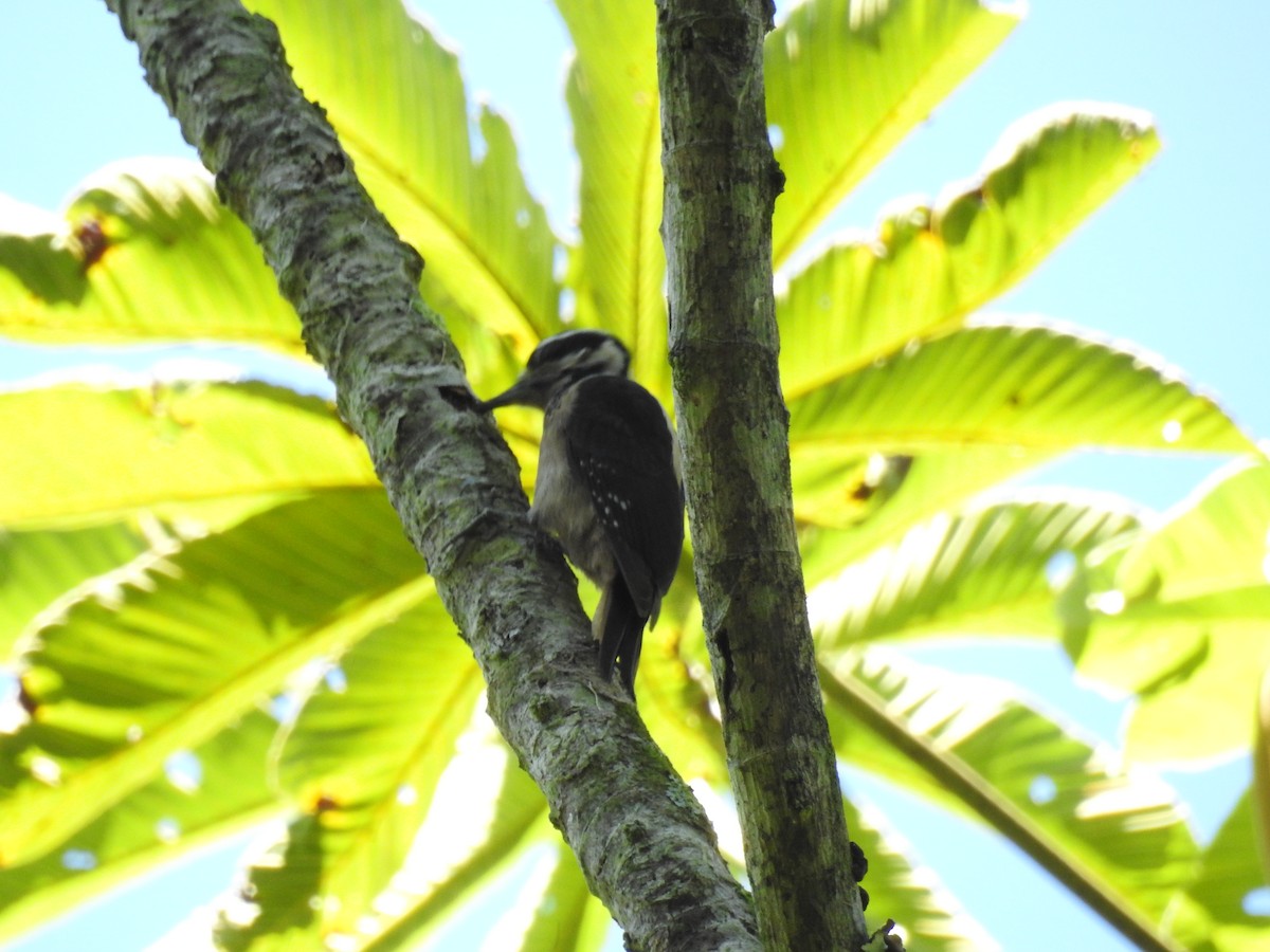 Hairy Woodpecker (South Mexican) - Otto Alvarado