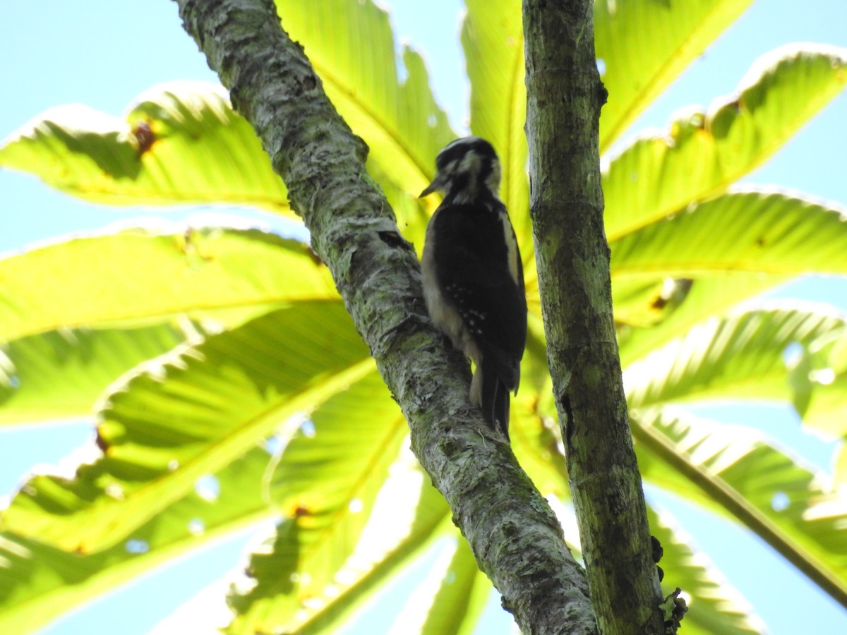 Hairy Woodpecker (South Mexican) - Otto Alvarado