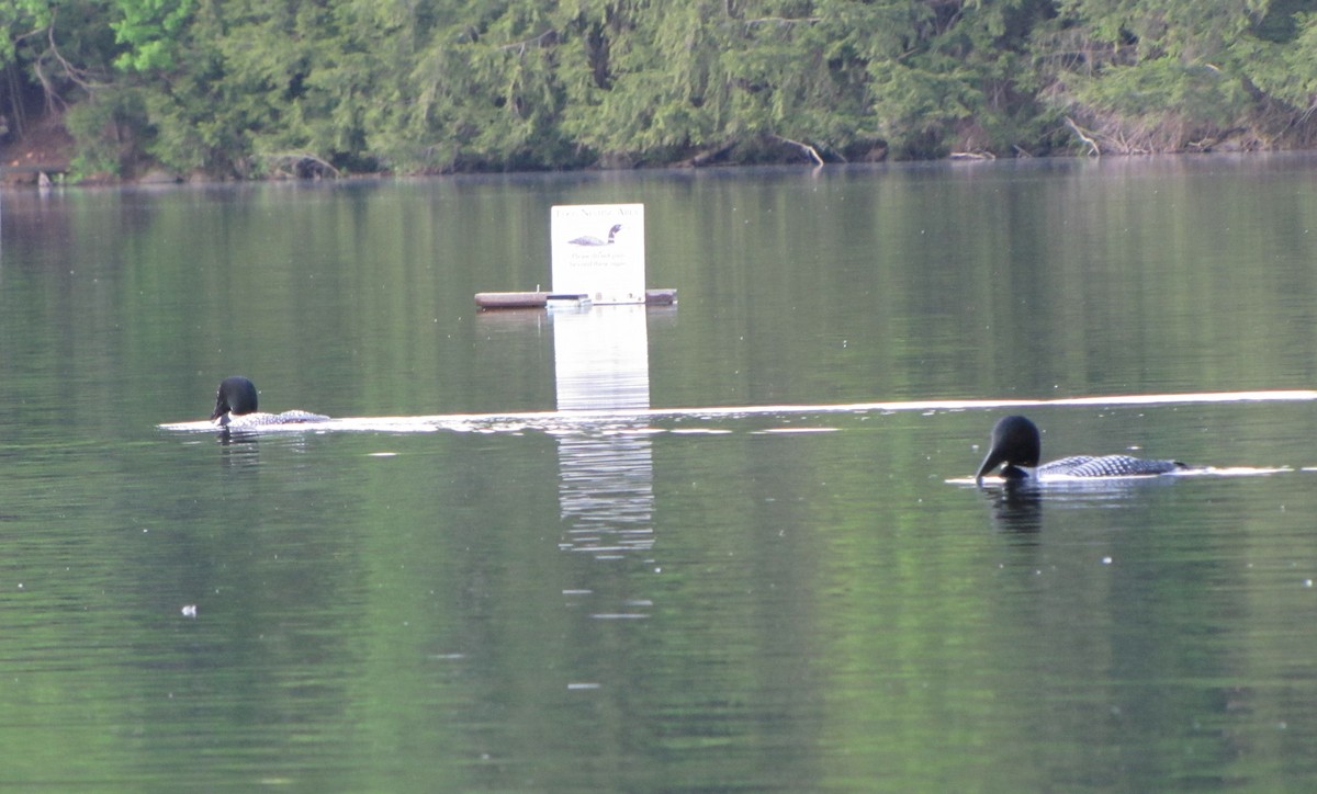 Vermont eBird Checklist 16 Jun 2023 Metcalf Pond Fletcher (81
