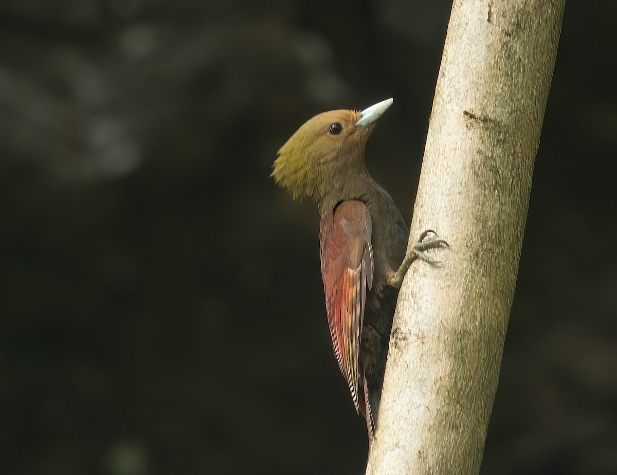 Pale-headed Woodpecker - ML585530101