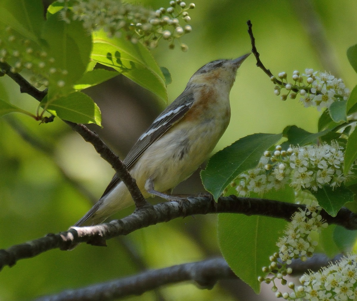 Bay-breasted Warbler - ML58553201