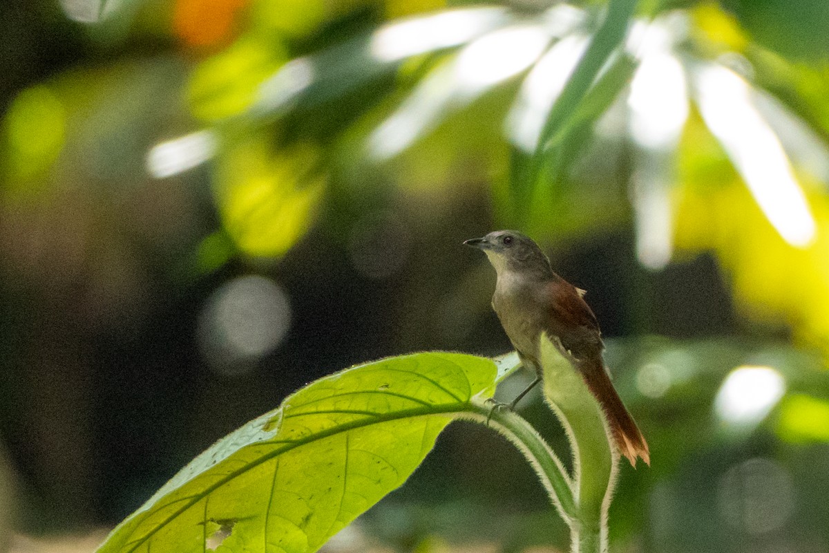 Plain-crowned Spinetail - ML585532451