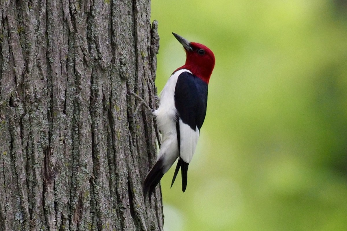 Red-headed Woodpecker - Paul Kinzer
