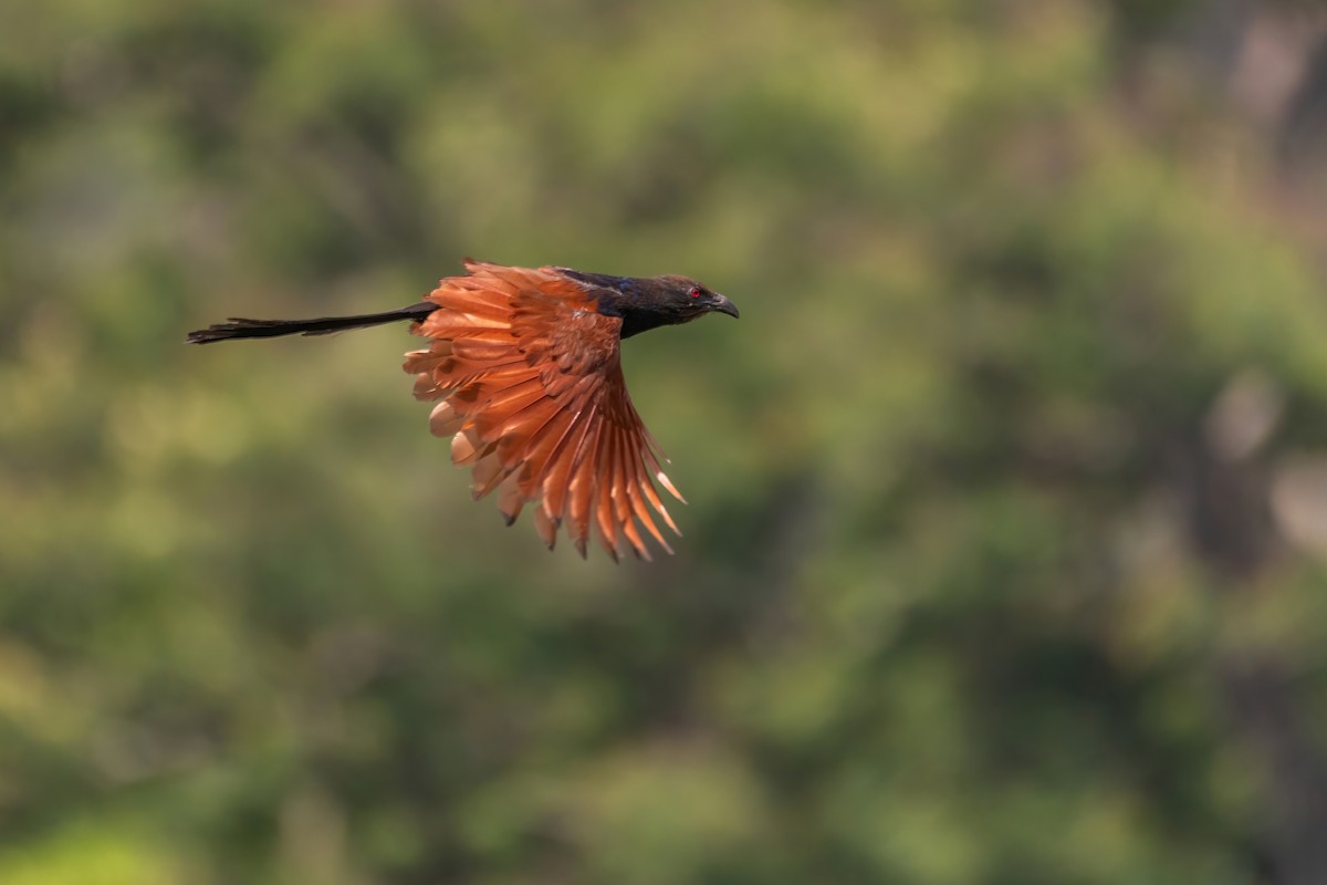 Greater Coucal - ML585541271