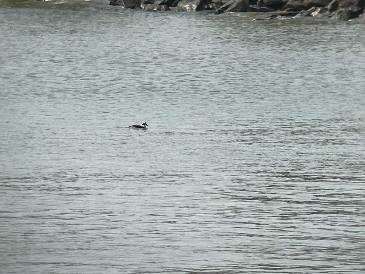 Long-tailed Duck - ML585542051