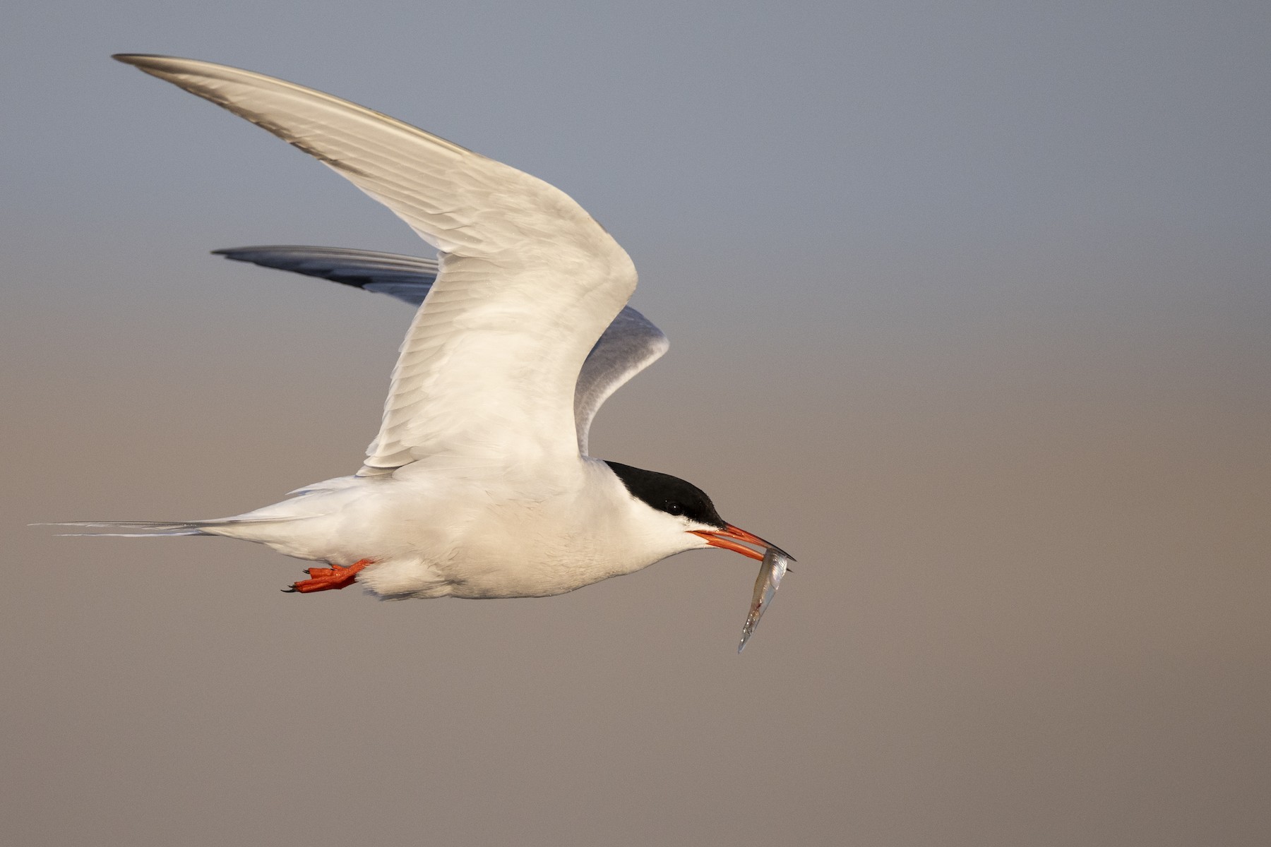 Common Tern (hirundo/tibetana) - Michael Stubblefield