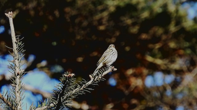 Olive-backed Pipit - ML585549871