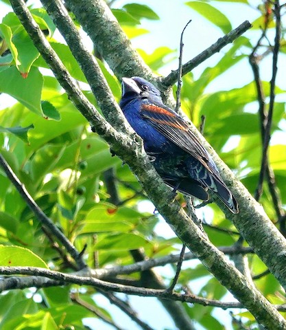 Blue Grosbeak - Kathleen Horn