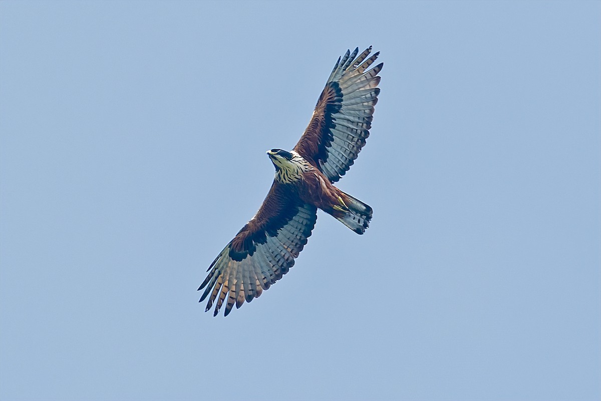 Rufous-bellied Eagle - ML585553221