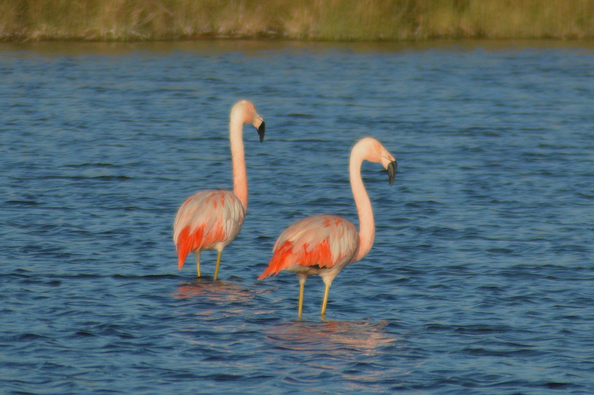 Chilean Flamingo - ML585553521