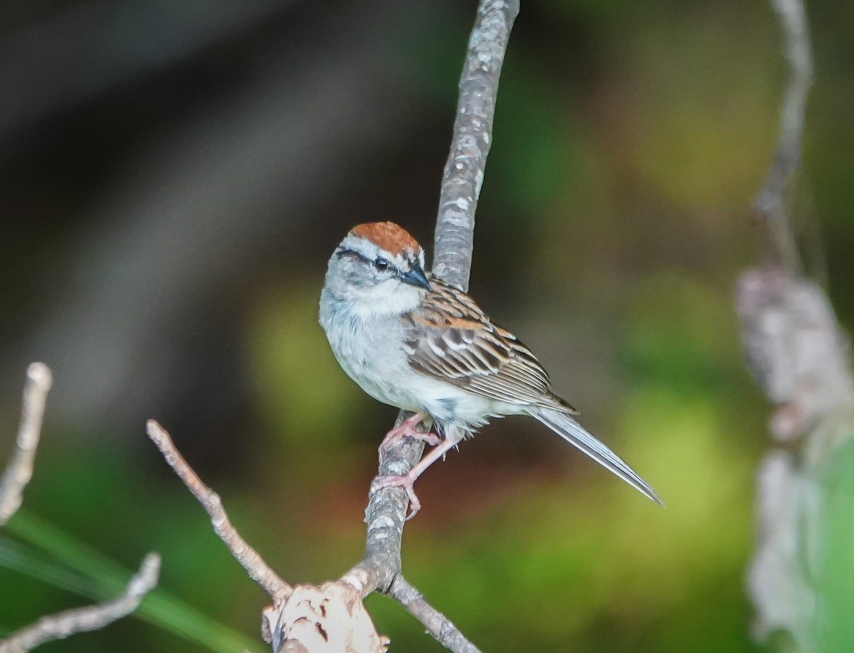 Chipping Sparrow - ML585556041