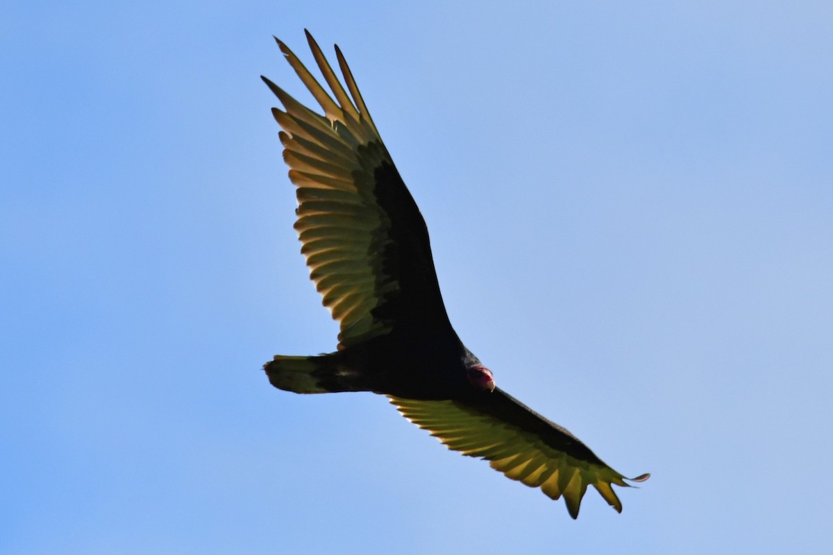 Turkey Vulture - ML585556611