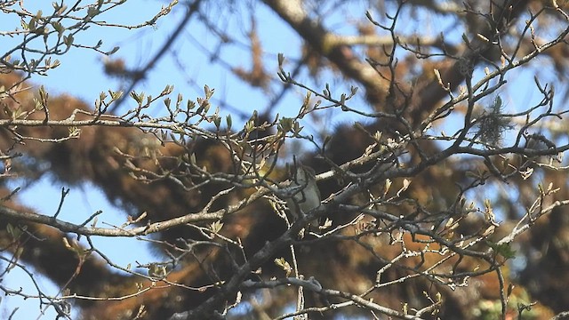 Large-billed Leaf Warbler - ML585564281