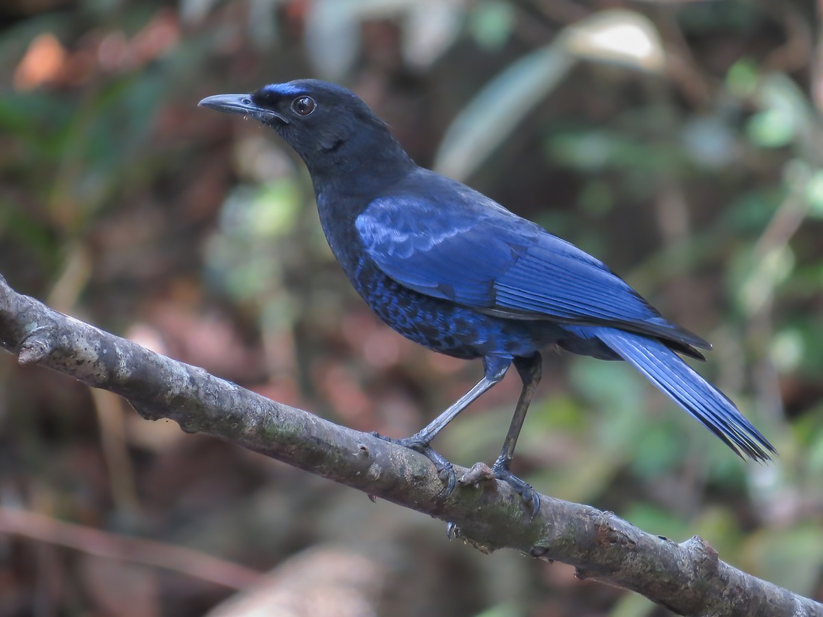 Malabar Whistling-Thrush - Myophonus horsfieldii - Birds of the World