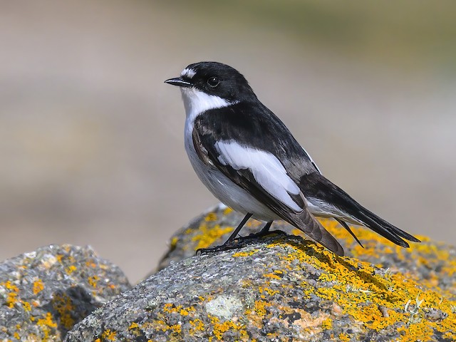 Pied flycatcher on sale