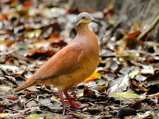  - Chiriqui Quail-Dove