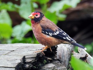  - Spectacled Finch