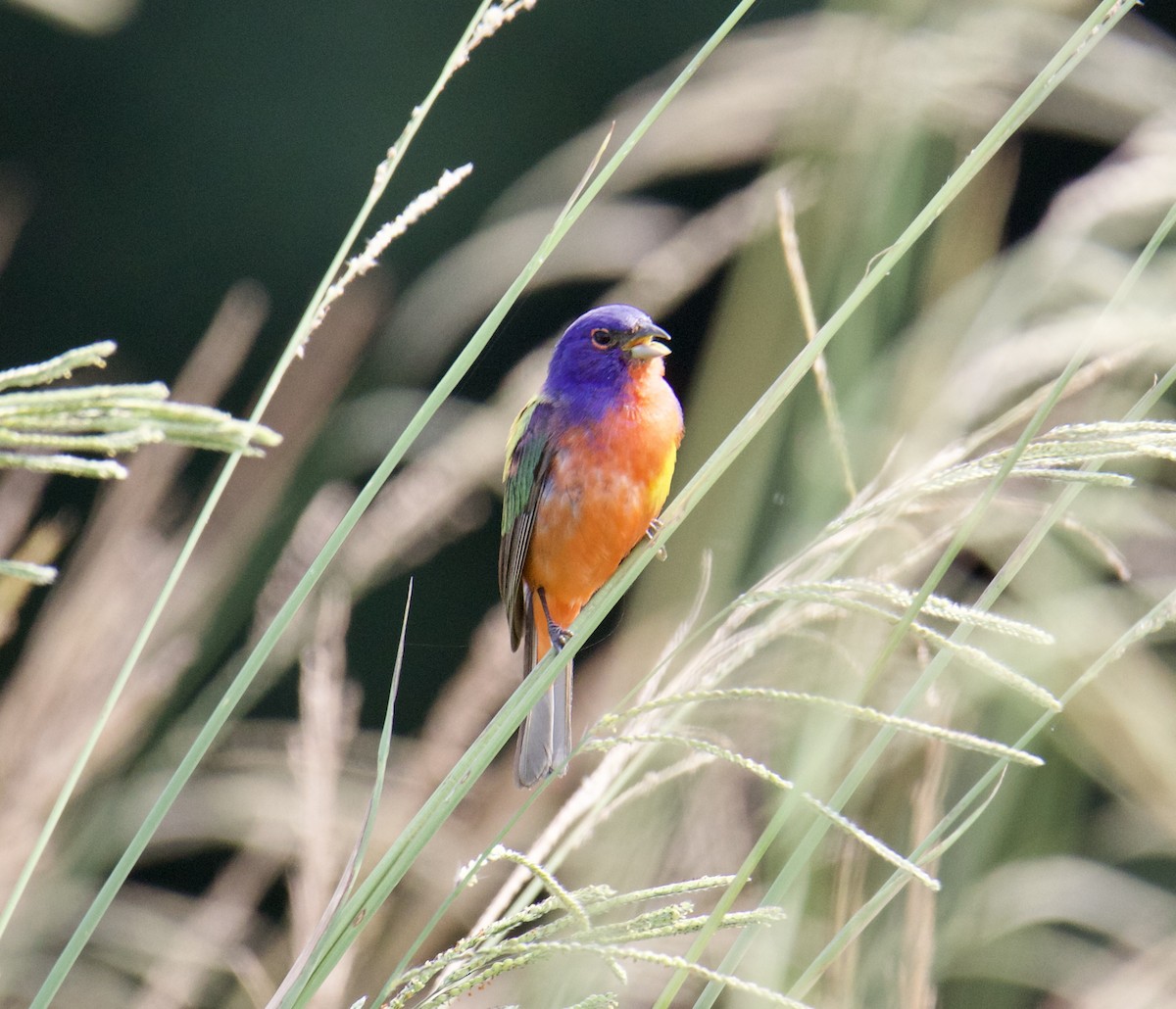 Painted Bunting - ML585572051