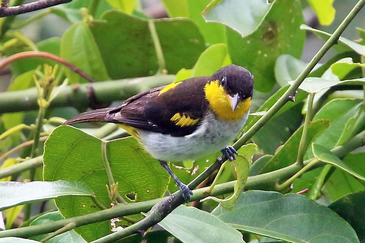 Yellow-backed Tanager - ML585573431