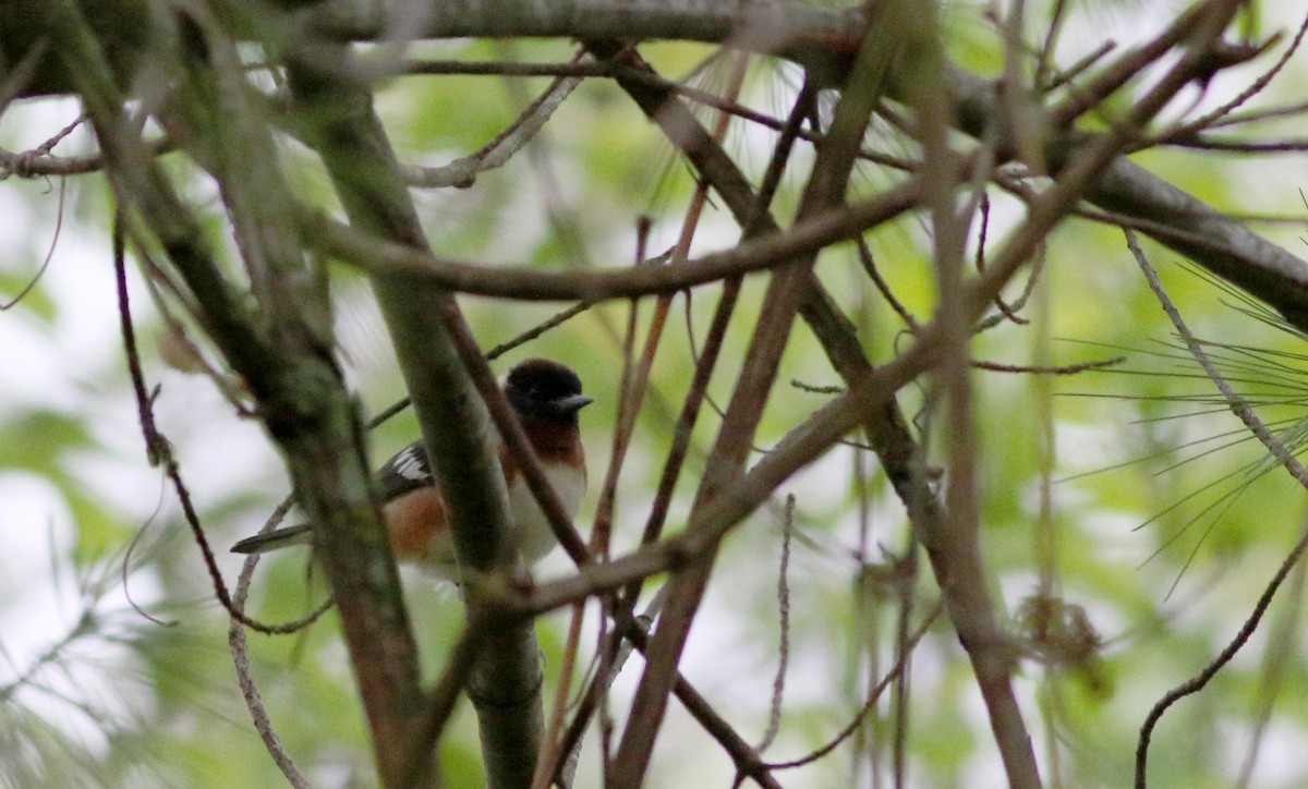 Bay-breasted Warbler - ML58557461