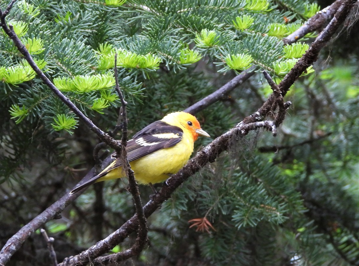 Western Tanager - ML585576141
