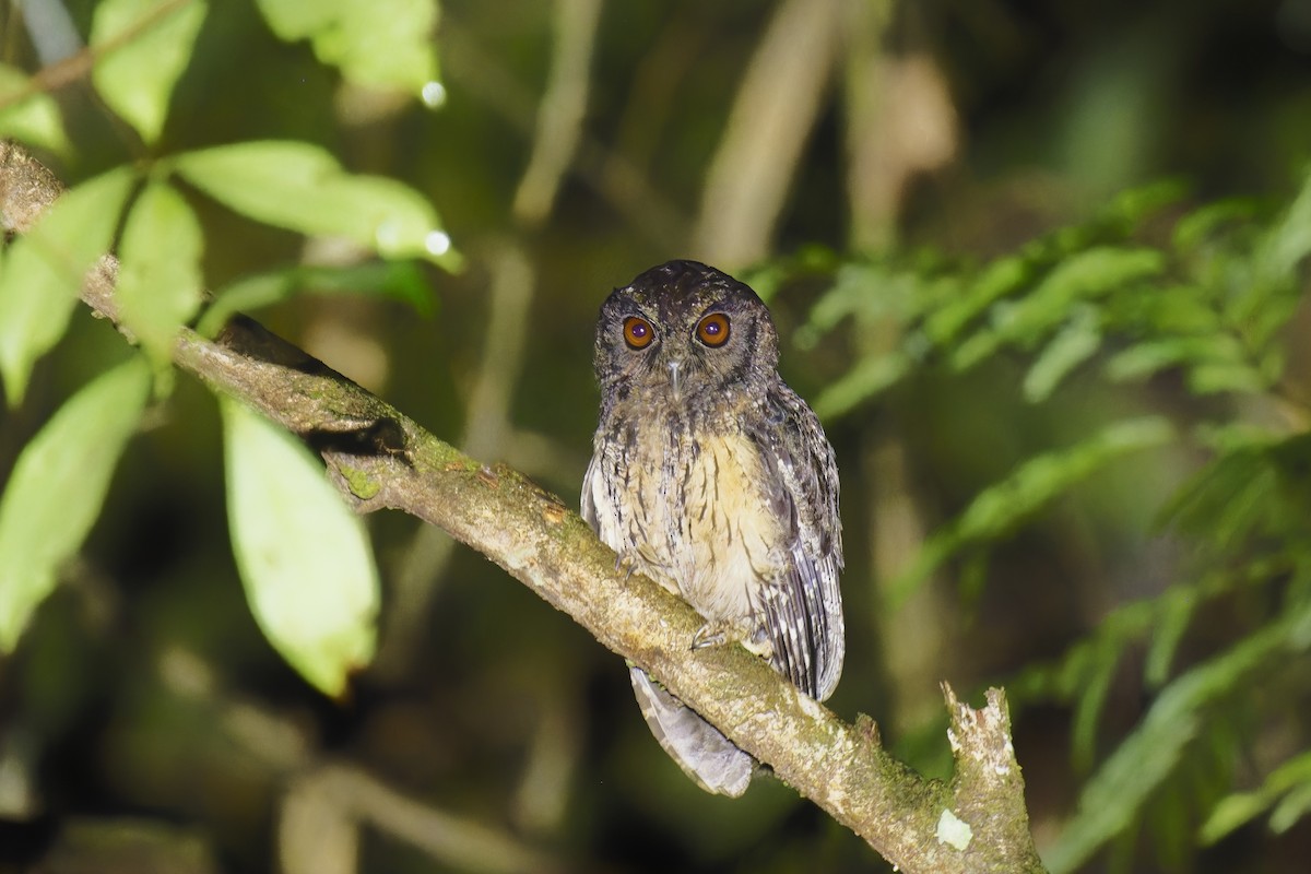 Tawny-bellied Screech-Owl - ML585576991