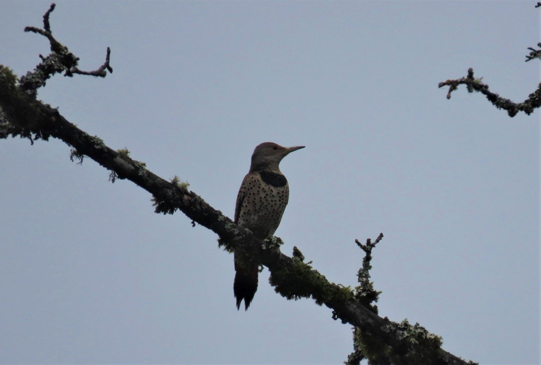 Northern Flicker (Red-shafted) - ML585578841