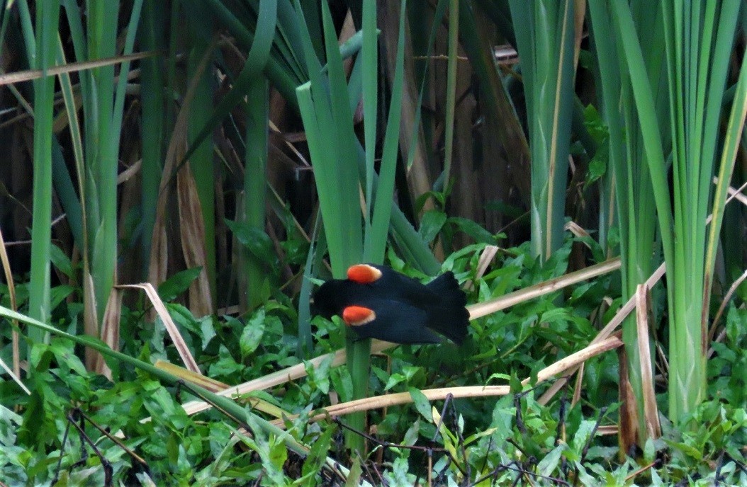 Red-winged Blackbird - ML585579411