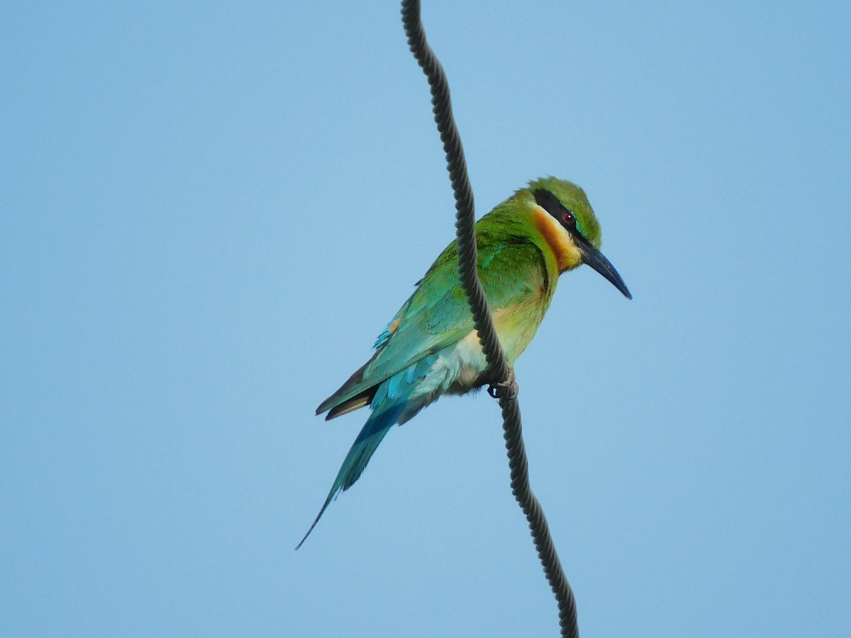 Blue-tailed Bee-eater - ML585580291
