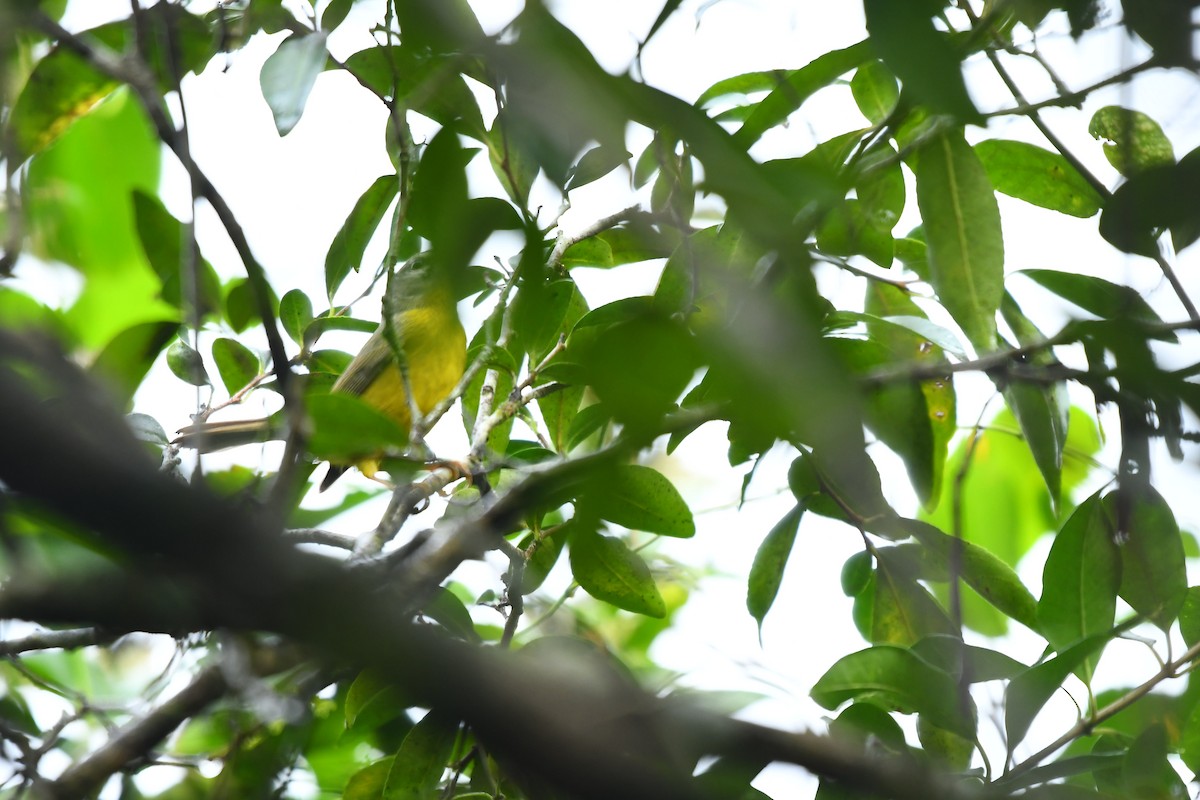Golden-crowned Warbler - ML585580701