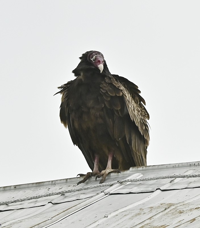 Turkey Vulture - ML585581391