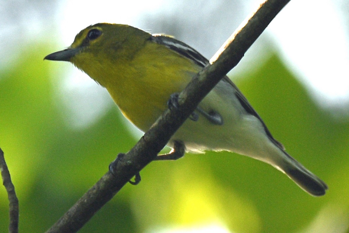 Yellow-throated Vireo - Timothy Carstens