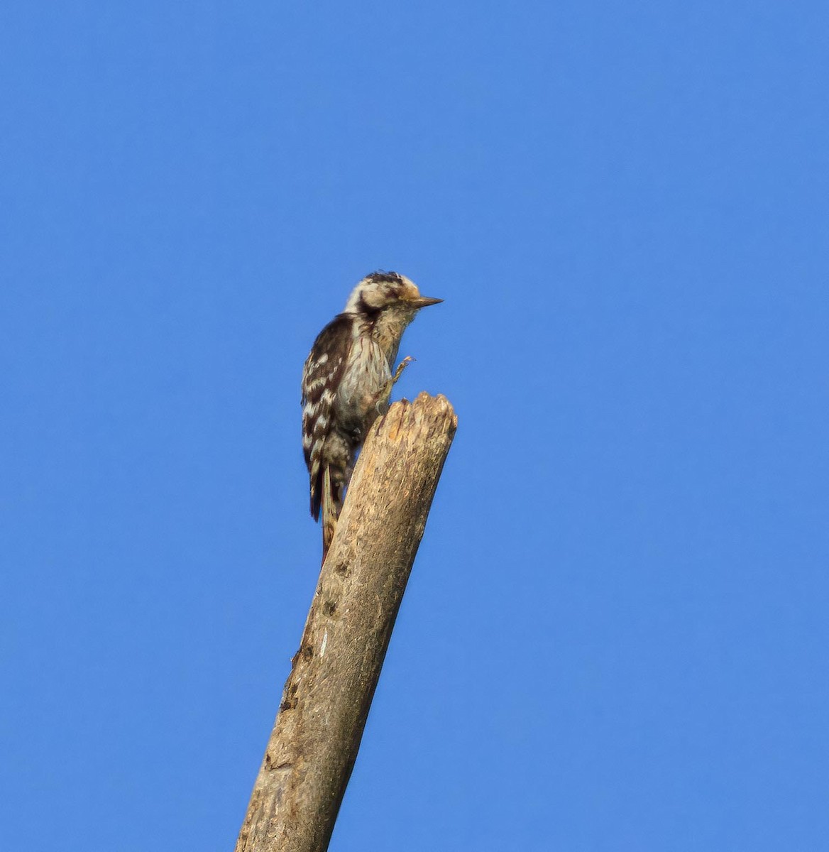 Lesser Spotted Woodpecker - ML585584381