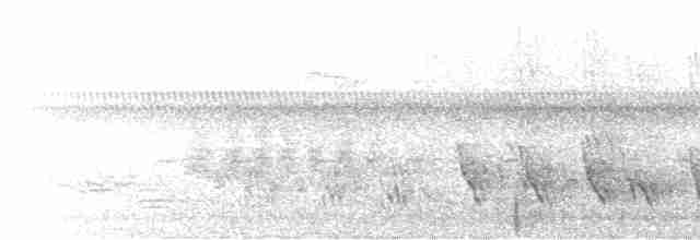 Щурик пурпуровий (підвид subis/arboricola) - ML585585891