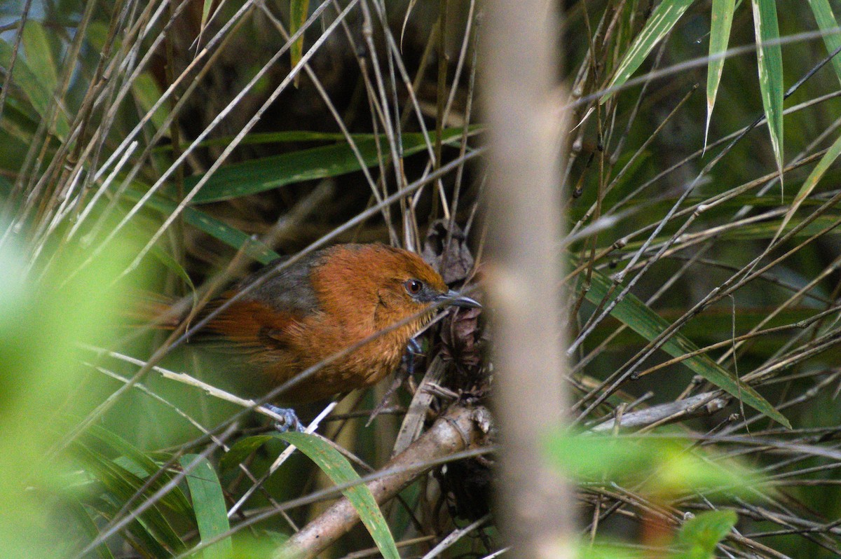 Rusty-headed Spinetail - ML585590361
